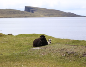 Faroese Translation and Localization Services | Nordic-Baltic Translation Agency Baltic Media Faroese language