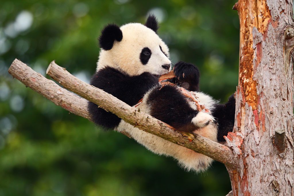 Panda bear in China