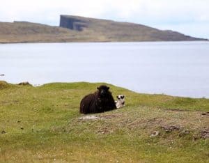 faroe island