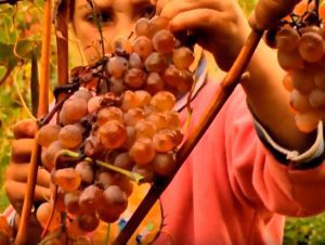 Georgian wine grapes