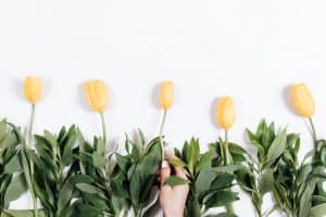 Yellow tulips