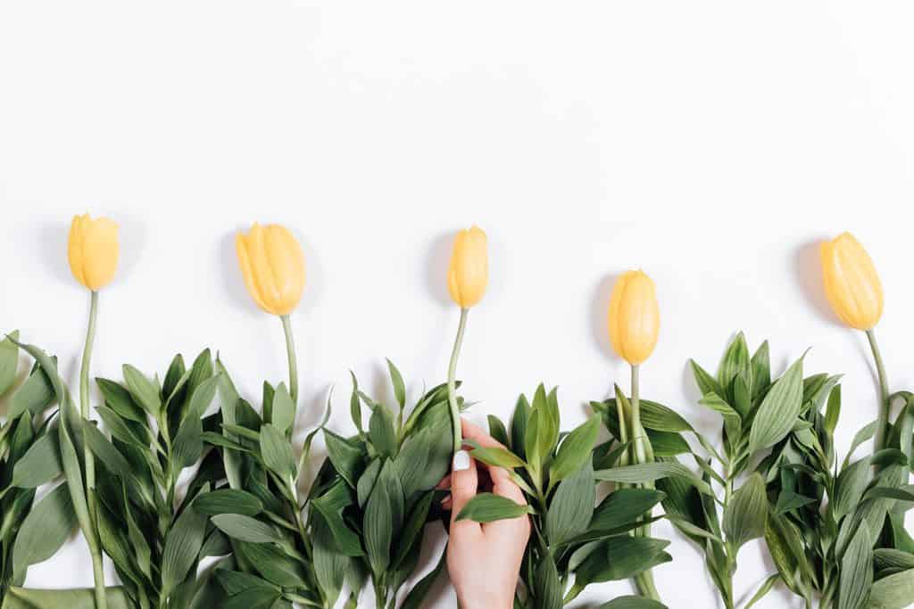 Yellow tulips