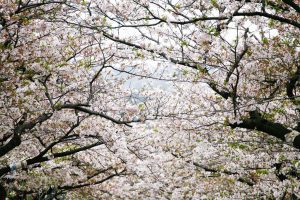 Japan sakura