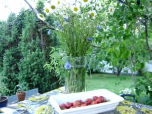 Midsummer garden in Latvia